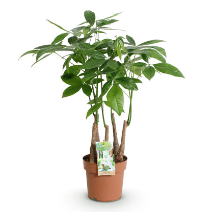 Green boutiQ - Zimmerpflanzen - Pachira Aquatica Mehrstamm - Geldbaum - Wenig Pflege - Grün - 1 Pflanze - Topf 17cm - Höhe 50-55cm 