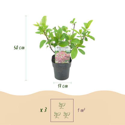 Rispenhortensie – Hydrangea panniculata Pink Diamond – Blüte Weiß-Rosa – 3 Pflanzen für 1m² – Laubabwerfend – Große Blüten – 17cm – Höhe ca. 50cm