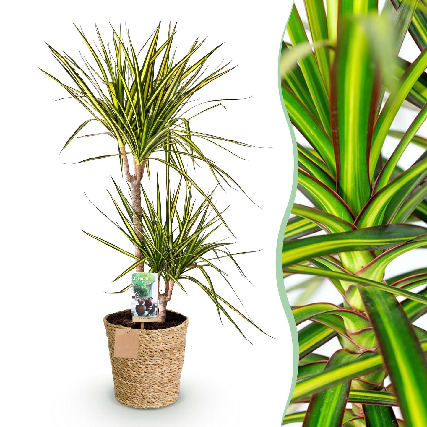 Green boutiQ - Zimmerpflanzen - Dracaena Sunray - Drachenbaum - Wenig Pflege - mit Korb - Grün - Gelb - 1 Pflanze - Topf 21cm - Höhe 90-100cm 