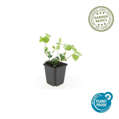 Großes Immergrün - Vinca major - ↕10-25cm - Ø9cm - 60 Stück
