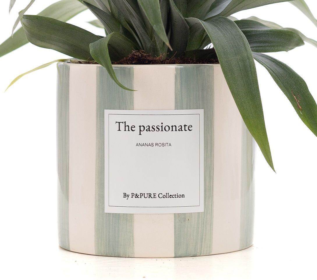 Ananas Rosita Gift "The Passionate" WITH GREETING CARD! - Ø12cm - ↕35cm 