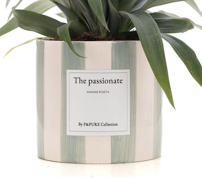 Ananas Rosita Gift "The Passionate" WITH GREETING CARD! - Ø12cm - ↕35cm 