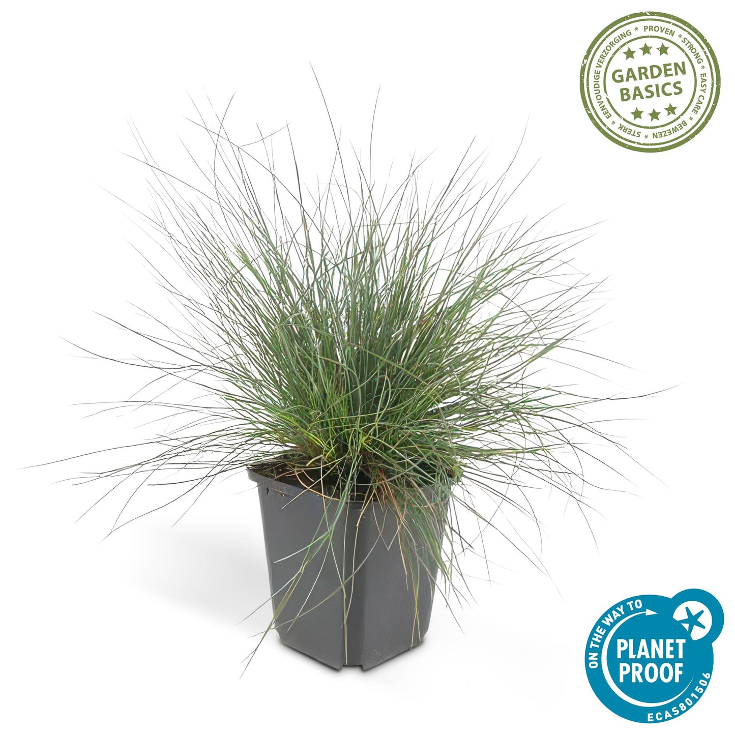 Blau-Schwingel – Festuca glauca 'Elijah Blue' – ↑10-25cm – Ø9cm – 60 Pflanzen – Blau-graues Ziergras, pflegeleicht & ganzjährig attraktiv – Steingarten- und Beetpflanze