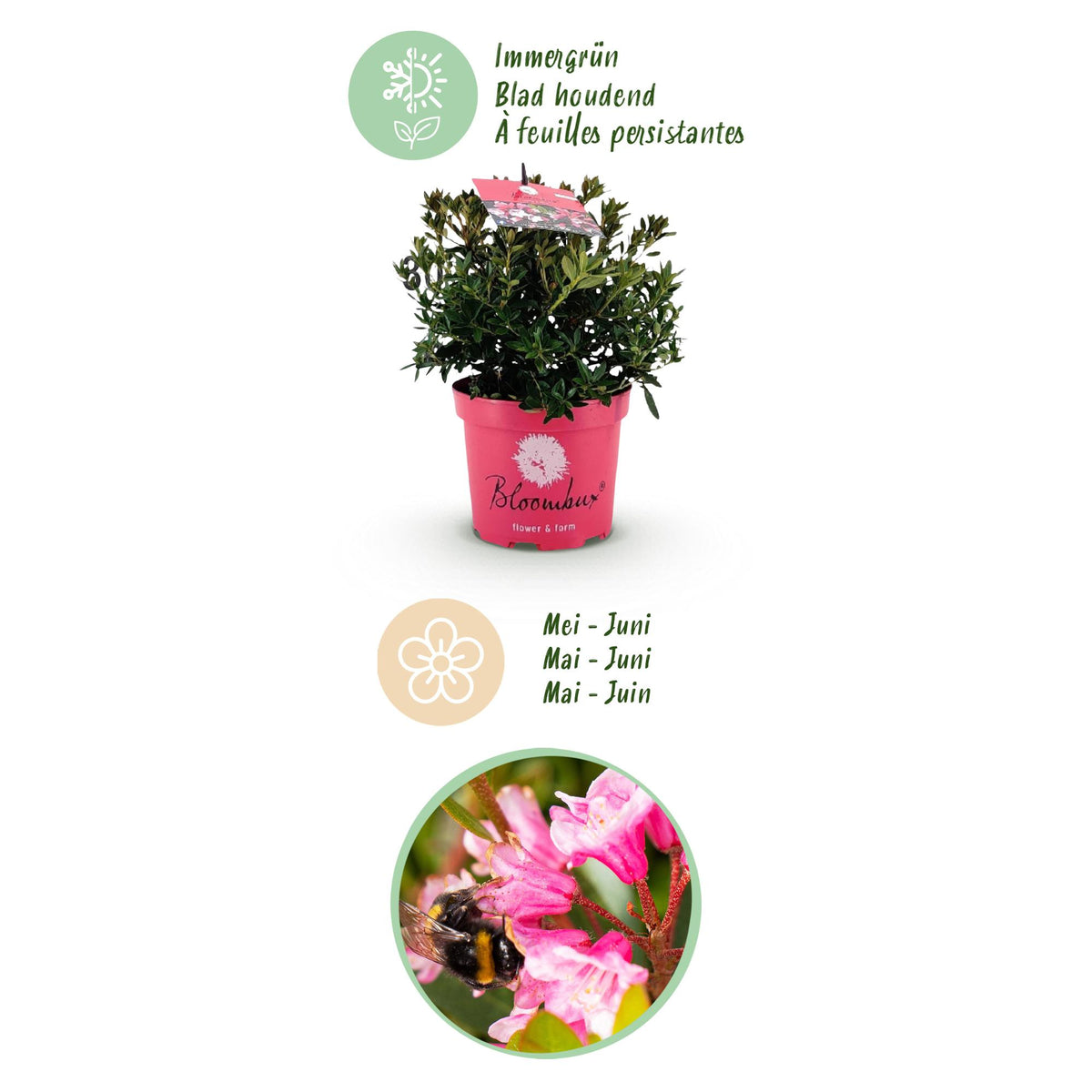 Green boutiQ - Zwerg Rhododendron - Rhododendron Bloombux Magenta - Blühender Buxus - Geringer Pflegeaufwand - Rosa Blüte - 1 Pflanze - Topf 17cm - Höhe 30-40cm 
