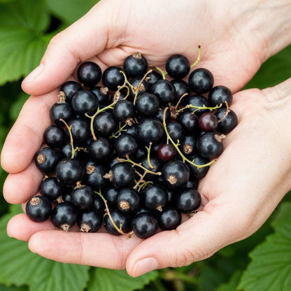 GreenboutiQ - Obstpflanzen - Schwarze Johannisbeere - Ribes nigrum Titania - Winterhart - 6 Pflanzen - Topf 9 cm - Schwarze Johannisbeere 