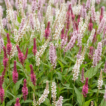 Knöterich 'Tricolour' – Persicaria 'Tricolour' – 6 Pflanzen – Topf Ø11cm – Bienenfreundliche Staude für Garten & Balkon
