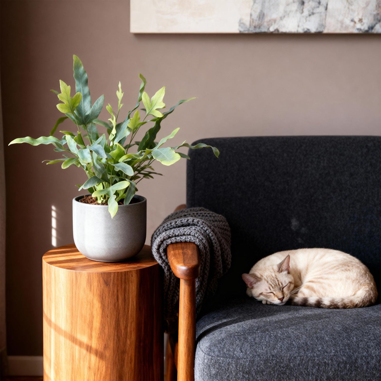 Green boutiQ - Zimmerpflanze - Phlebodium aureum Blue Star - Blaue Farn - Haustierfreundlich - Blau - 2 Pflanzen - Topf 12cm - Höhe 25-30cm 