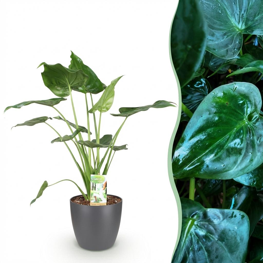 Green boutiQ - Zimmerpflanzen - Alocasia Cucullata - Buddha-Hand - Wenig Pflege - Grün - 1 Pflanze - mit Potter Grau - Topf 21cm - Höhe 65-70cm 