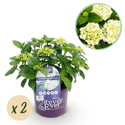 Hydrangea Forever & Ever Weiß – Hortensie im Topf Ø23cm – ↕55cm – 2 Pflanzen – Winterhart & reichblühend – Balkon & Garten – 7–12 Blüten 