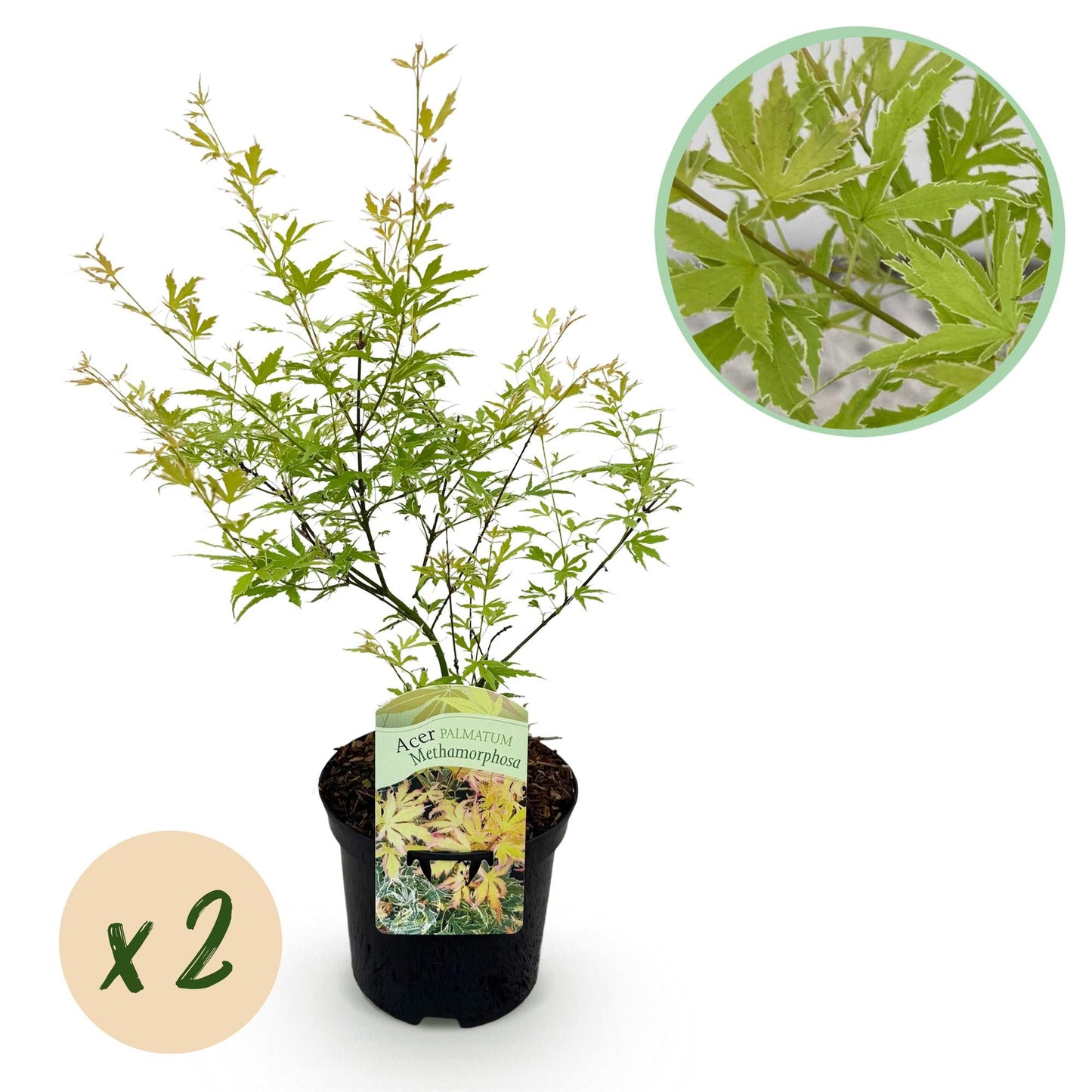 Japanischer Ahorn – Acer palmatum 'Methamorphosa' – 2 Pflanzen – ca. 70 cm hoch – Topf Ø19 cm – grünes Laub mit Farbwechsel – Balkon- & Gartenpflanze 