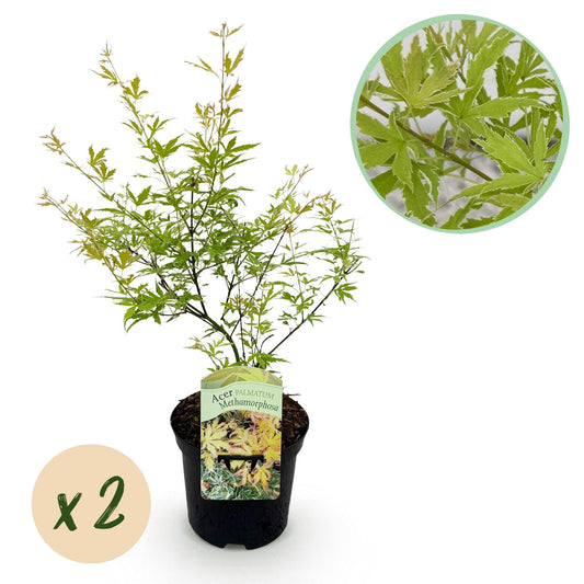 Japanischer Ahorn – Acer palmatum 'Methamorphosa' – 2 Pflanzen – ca. 70 cm hoch – Topf Ø19 cm – grünes Laub mit Farbwechsel – Balkon- & Gartenpflanze 