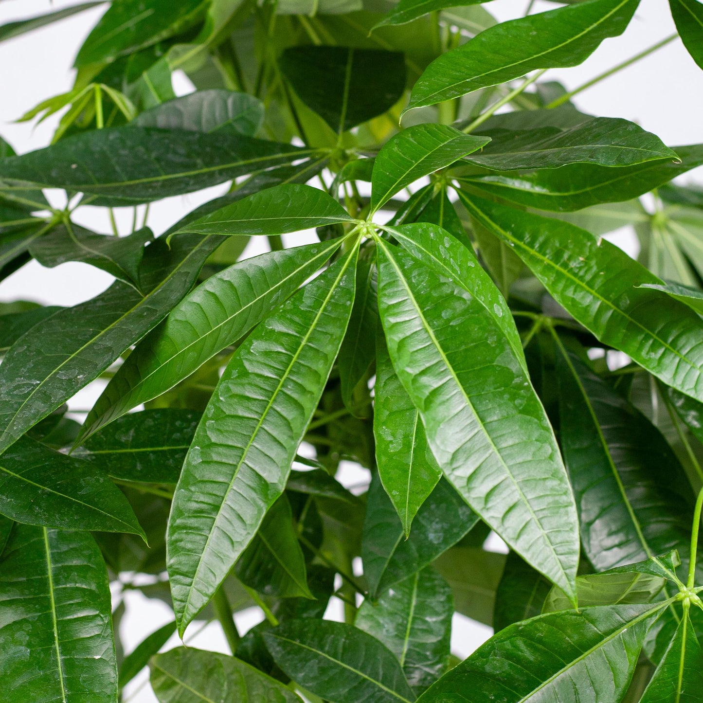 Pachira Aquatica XL – Geldbaum – Zimmerpflanze mit Torun-Korb – Ø30cm – Höhe 140 cm – Luftreinigend  & pflegeleicht – Tropischer Hingucker für Wohnräume & Büro 