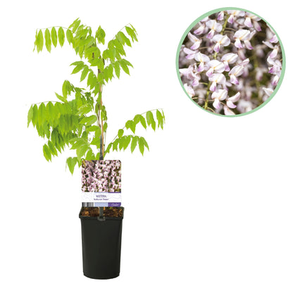 Kletterpflanze Wisteria floribunda Rosea – Rosa Blütentrauben – Frühling – 11 cm x H40 cm – Pflegeleicht – Für Garten, Pergola & Zaun 