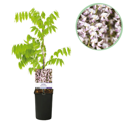Kletterpflanze Wisteria floribunda Rosea – Rosa Blütentrauben – Frühling – 11 cm x H40 cm – Pflegeleicht – Für Garten, Pergola & Zaun 