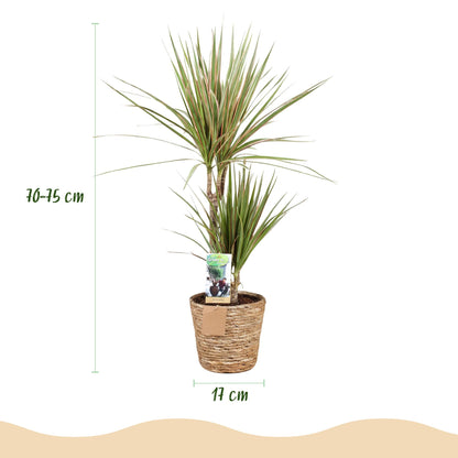 Green boutiQ - Zimmerpflanzen - Dracaena Marginata Bicolor - Drachenbaum - Pflegeleicht - mit Korb - Grün - Braun - 1 Pflanze - Topf 17cm - Höhe 70-75cm 