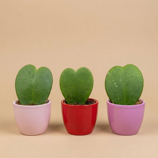 Pflanzen set von 3 mit mini topf - Love - Hoya Kerrii - rosa/rot - Ø 6 cm 