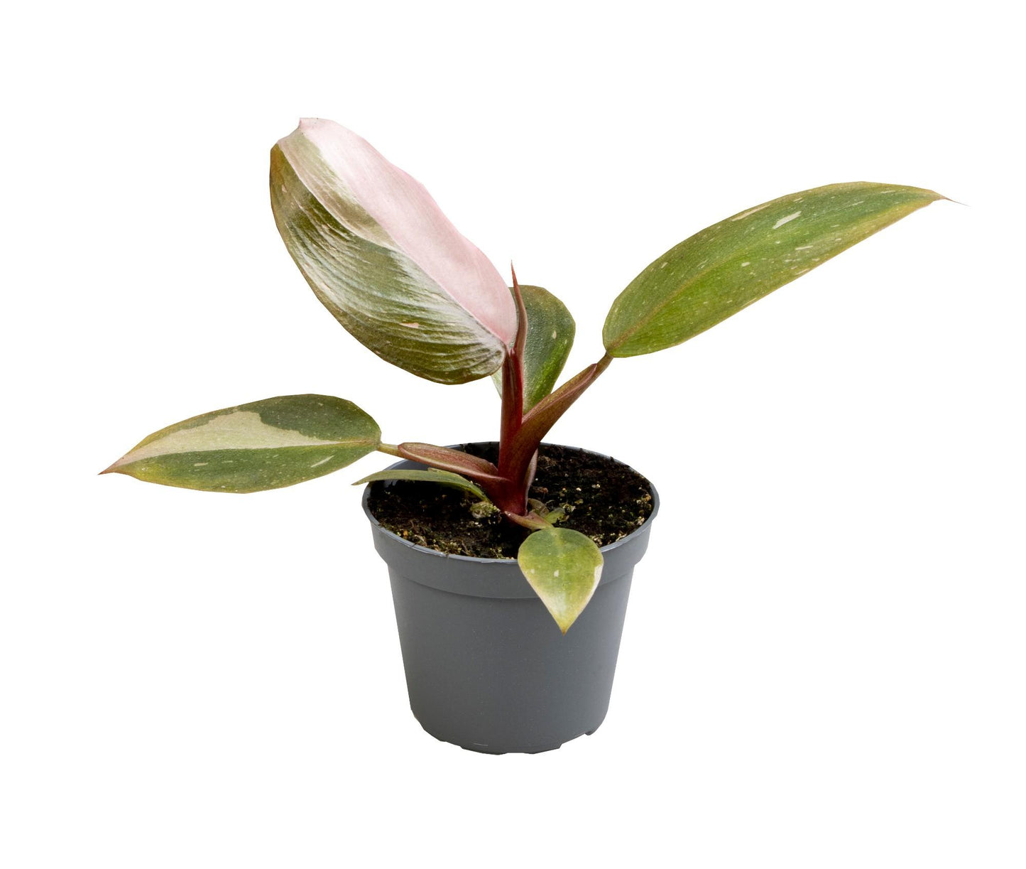 Baumfreund Philodendron Pink Princess Zimmerpflanze Ø6cm Höhe ca.12cm Seltene Trendpflanze mit rosa Panaschierung Dekorative Mini Pflanze 