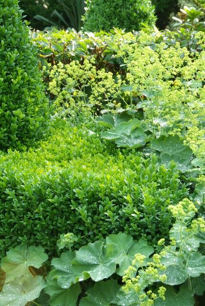 Buxus Sempervirens Heckenpflanzen – 24 Pflanzen –  Immergrüner Buchsbaum – 10–25cm Höhe – Ø9cm – Ideal für Hecken Formschnitt Kugeln & Gartenstruktur