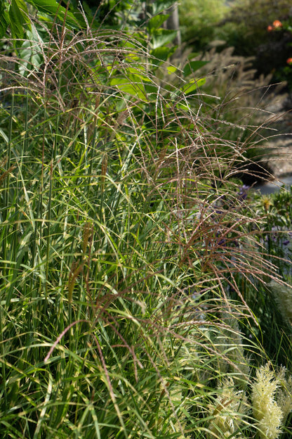 Stachelschweingras - Miscanthus sinensis Strictus - Ø23cm - ↕60cm