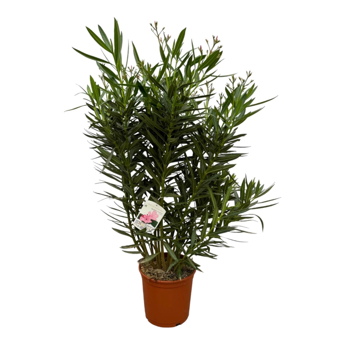 Rosenlorbeer – Nerium Oleander Strauch – Weiße Blüten – 160 cm – Ø32cm – Duftend & sonnigen Standort – Garten- und Zimmerpflanze 
