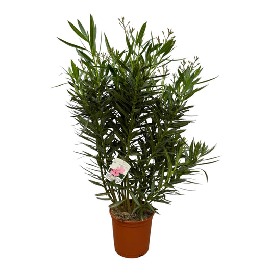 Rosenlorbeer - Nerium Oleander Strauch mit weißen Blüten - 160 cm - Ø32cm