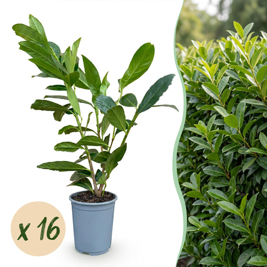 Kirschlorbeer 'Caucasica' – Prunus laurocerasus 'Caucasica' – 16 Heckenpflanzen – Topf Ø9cm – Höhe 25-35cm – Winterhart & immergrün