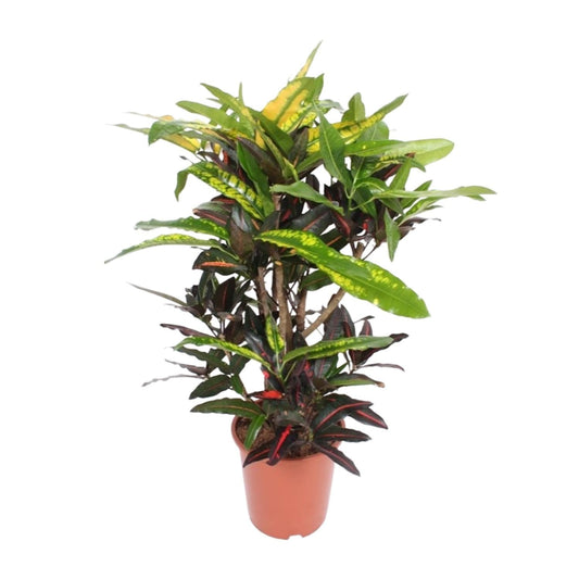 Wunderstrauch – Codiaeum Mango Croton – Zimmerpflanze – Ø27cm – ↕110cm – Farbstarkes Laub in Gelb, Rot & Grün – Pflegeleicht & dekorativ für Innenbereiche 