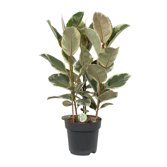 Gummibaum – Ficus Tineke – Zimmerpflanze – Ø27 cm Topf – Ca. 85 cm hoch – Zweifarbige Blätter in Creme & Grün – Pflegeleicht & dekorativ 