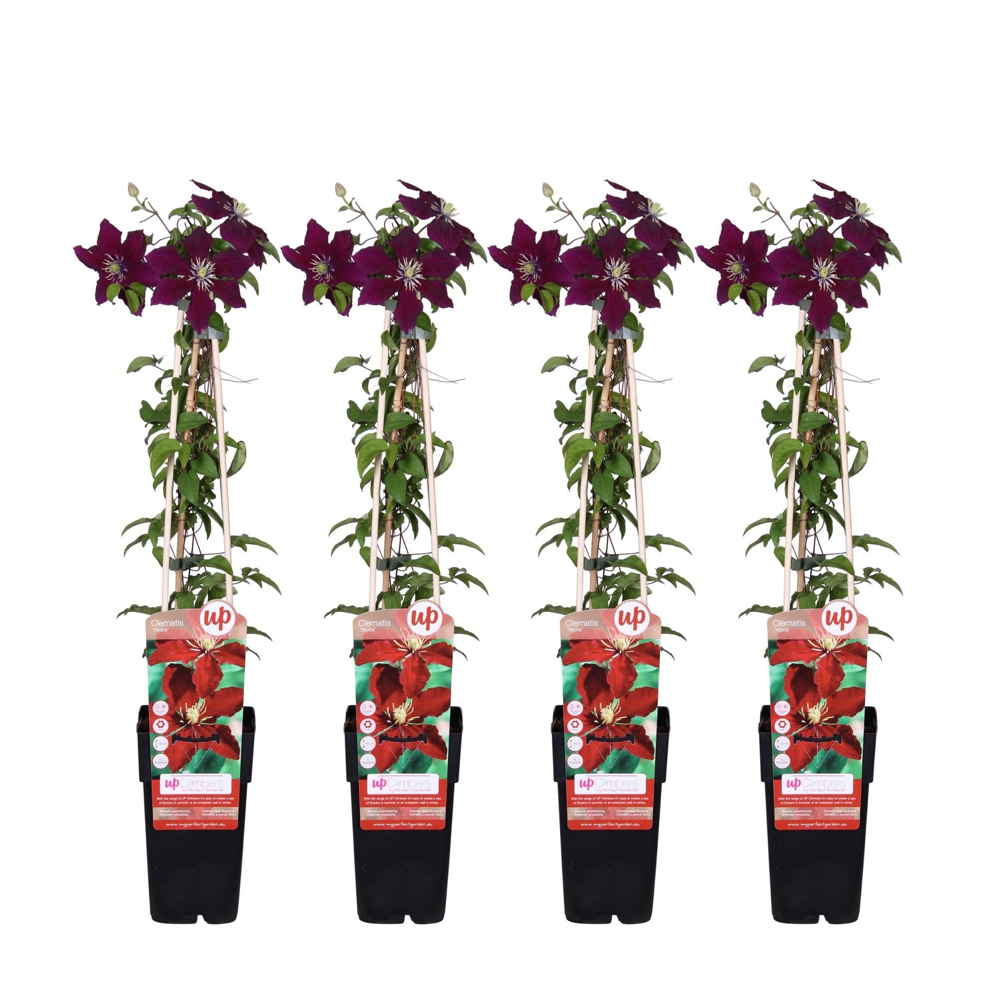 Waldrebe - Clematis Niobe – 4 Pflanzen - Winterharte Kletterpflanze mit leuchtend roten Blüten – Ø15 cm Topf – Ca. 65 cm hoch – Blüte Mai bis September – Perfekt für Garten, Pergola & Zaun 