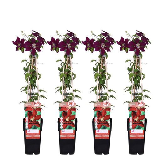 Waldrebe - Clematis Niobe – 4 Pflanzen - Winterharte Kletterpflanze mit leuchtend roten Blüten – Ø15 cm Topf – Ca. 65 cm hoch – Blüte Mai bis September – Perfekt für Garten, Pergola & Zaun 