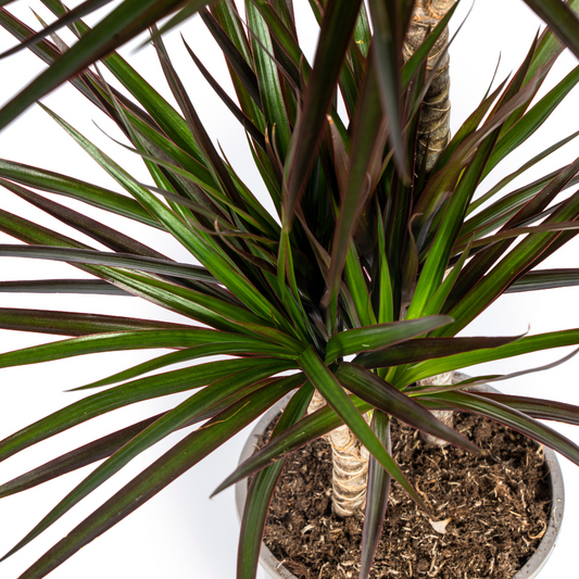 Drachenbaum Dracaena Marginata Magenta – Zimmerpflanze Ø19cm – 70-90cm hoch – Moderne Grünpflanze mit magentafarbenen Blatträndern – Pflegeleicht & dekorativ 