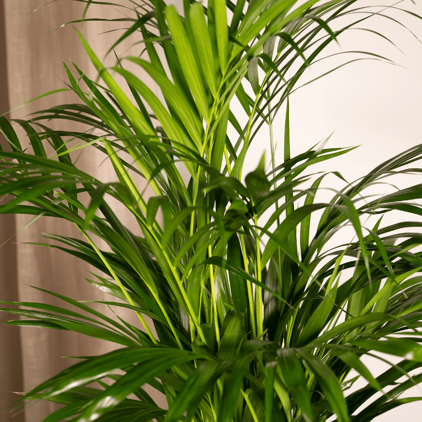 Areca-Palme - Ø17cm - ↕70cm 