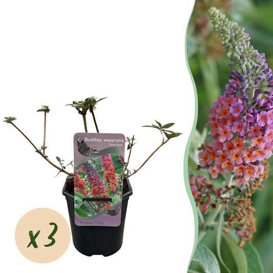 Schmetterlingsbusch Buddleja davidii Flower Power – Orange-Lila Blüten – 3 Pflanzen – 1 m² – Schmetterlingsfreundlich – 17 cm Höhe 30 cm 