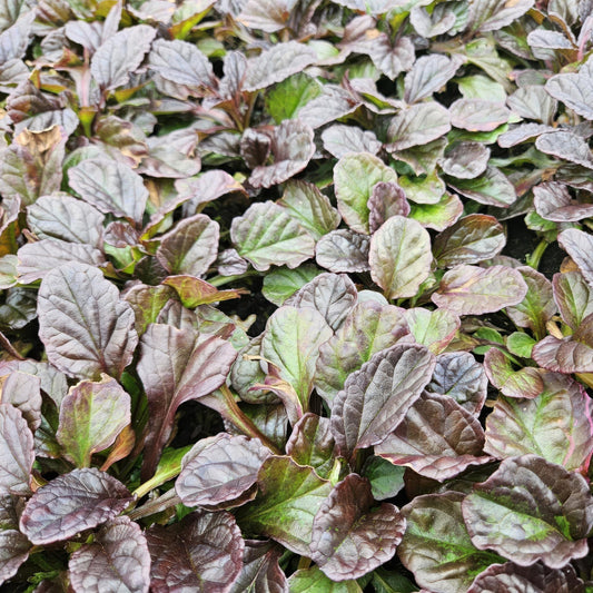 Ajuga reptans – 48 Pflanzen – ↕10-25cm – Ø9cm – Kriechender Günsel – Bodendecker – Halbschatten & Schatten – Pflegeleicht – Bienenfreundlich
