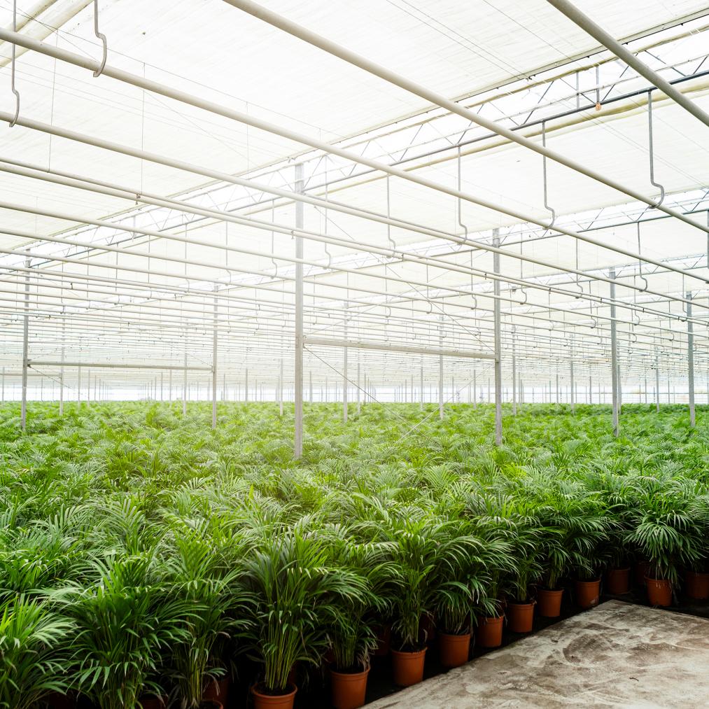Goldfruchtpalme Areca – Zimmerpflanze Ø21cm – 110cm hoch – Luftreinigende tropische Palme für gesundes Raumklima – frisch aus der Baumschule 
