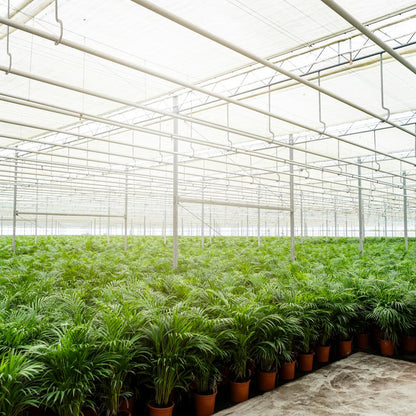 Goldfruchtpalme Areca – Zimmerpflanze Ø21cm – 110cm hoch – Luftreinigende tropische Palme für gesundes Raumklima – frisch aus der Baumschule 