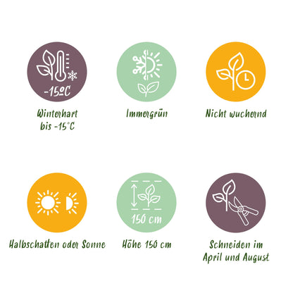 GreenboutiQ - Heckenpflanzen - Eleagnus ebbingei Compacta - Blatt Grau - 8 Pflanzen - 1 Laufende Meter - Immergrün - Topf 9cm Höhe 30-35cm 