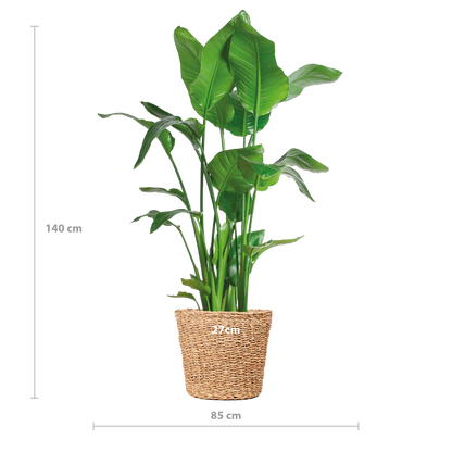 Strelitzia Nicolai XL – Paradiesvogelpflanze – Zimmerpflanze – inkl. Korb Torun – Höhe 140 cm – Ø27 cm – Tropisches Flair für dein Zuhause 
