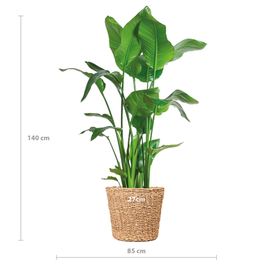 Strelitzia Nicolai XL – Paradiesvogelpflanze – Zimmerpflanze – inkl. Korb Torun – Höhe 140 cm – Ø27 cm – Tropisches Flair für dein Zuhause 