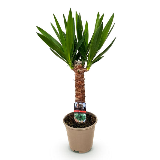 Palmlilie Yucca Elephantipes – 55cm – 14cm – Pflegeleichte Palmlilie mit langen, schmalen Blättern – Robuste, luftreinigende Zimmerpflanze für moderne Wohnräume 