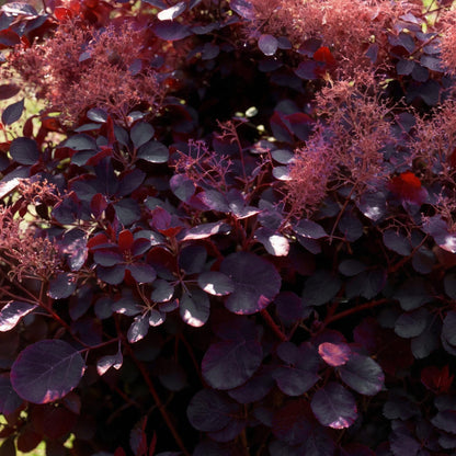 GreenboutiQ - Gartenpflanze - Cotinus coggyria Royal Purple - Lila - 3 Pflanzen - Laubabwerfend - Wenig Pflege - Topf 12cm Höhe 35cm 