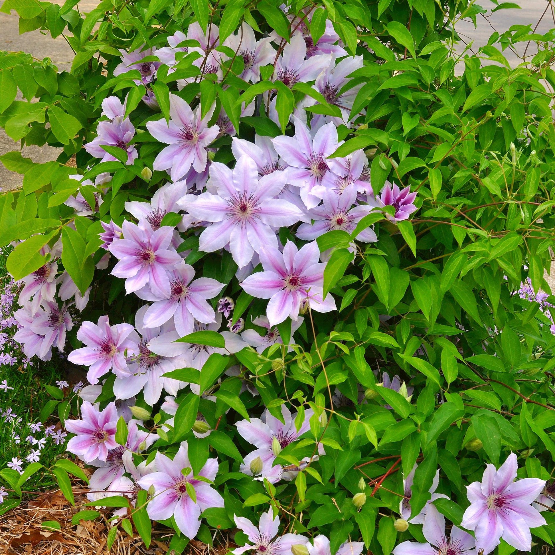 Kletterpflanze Clematis Nelly Moser – Rosa Blüten – Wenig Pflege – 2 Pflanzen – 11 cm Höhe 40 cm – Für Garten, Balkon & Pergolen 