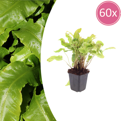 Hirschzungenfarn Asplenium scolopendrium – 60 Pflanzen – Immergrüner Farn für Schatten & Halbschatten – Strukturpflanze für Garten & Beet – 10-25cm – Ø9cm – Winterhart