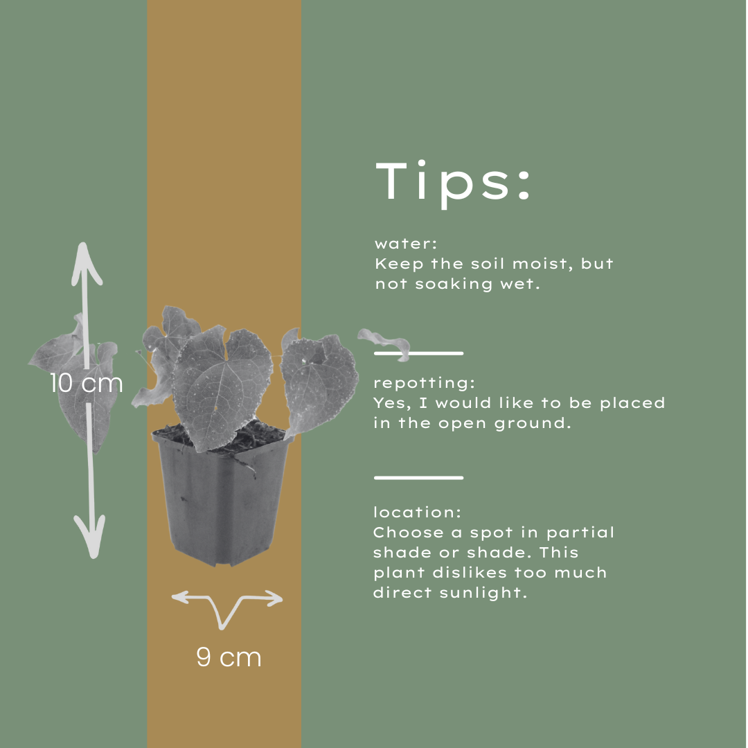 Elfenblume Epimedium perralchicum Frohnleiten – 6 Pflanzen – Wintergrüne Staude für Schatten & Halbschatten – Bodendecker für Garten & Beet – 10-25cm – Ø9cm – Pflegeleicht