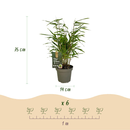 GreenboutiQ - Bambus - Fargesia rufa - Grün - 2 Pflanzen - Immergrün - Wuchernd- Topf 14cm Höhe 35cm 