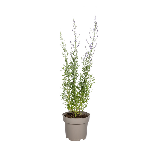 Perovskia atriplicifolia – Blauraute – Ø19cm – ↕50–60cm – Lavendelblaue Blüten – Aromatisches Ziergehölz für sonnige Beete & Steingärten 