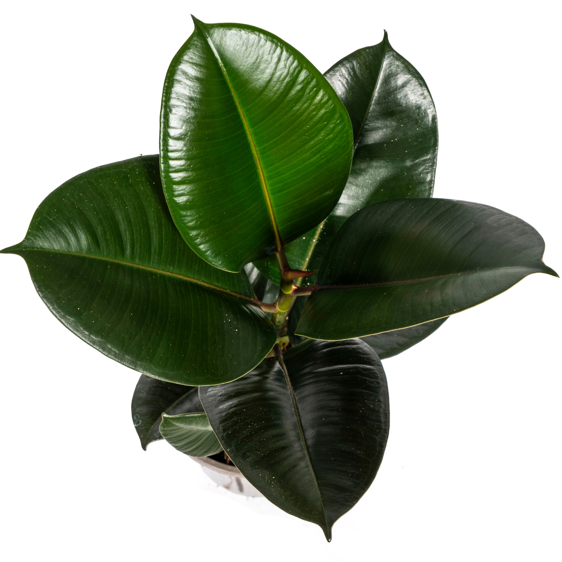 Ficus Elastica Robusta Ø17cm - ↕50 - 60cm 