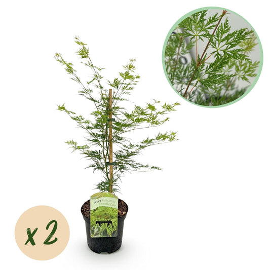 Japanischer Ahorn – Acer palmatum 'Emerald Lace' – 2 Pflanzen – je ca. 70 cm hoch – Topf Ø19 cm – fein geschnittenes Laub – Balkon- & Gartenpflanze 