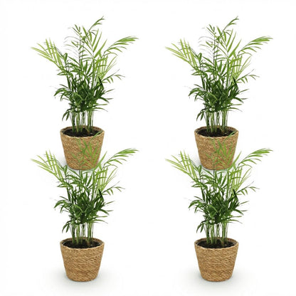 Green boutiQ - Zimmerpflanze - Chamaedorea elegans - Goldpalme - Haustierfreundliche Pflanze - Grün - 4 Pflanzen - mit Korb - Topf 12cm - Höhe 15cm 