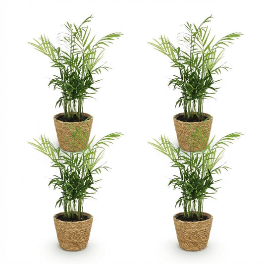 Green boutiQ - Zimmerpflanze - Chamaedorea elegans - Goldpalme - Haustierfreundliche Pflanze - Grün - 4 Pflanzen - mit Korb - Topf 12cm - Höhe 15cm 